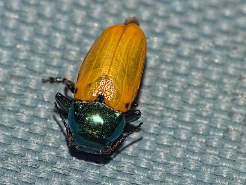 Labidostomis lucida